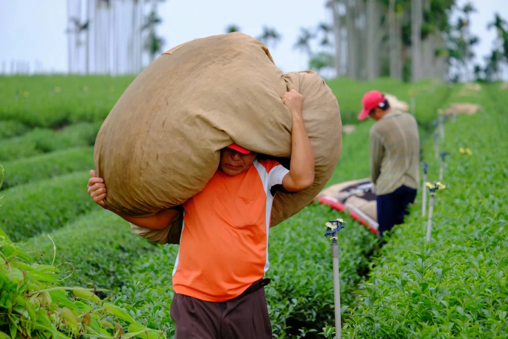 Homem produtor Rural está levando um saco de colheita e está pensando na entrega da DIRT